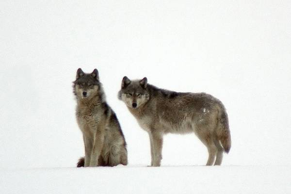 A Wolf Called Storm: Natural World