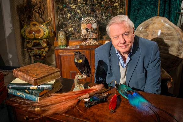 Attenborough's Birds of Paradise