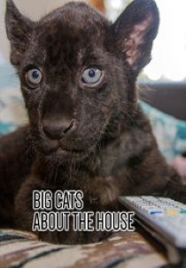 Big Cats About the House