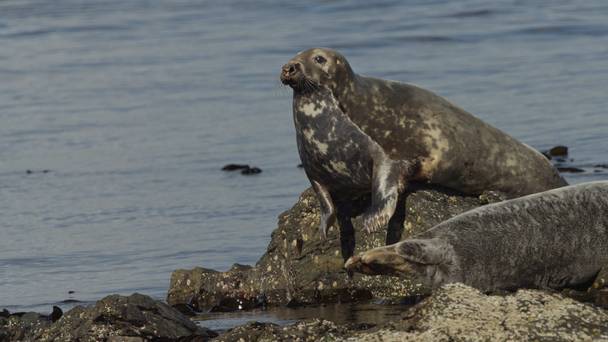 Grey Seals: A Journey of Survival