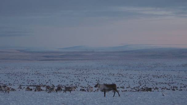 Historjá - Stygn för Sápmi