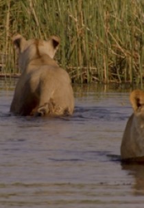 Löwen in Botswana