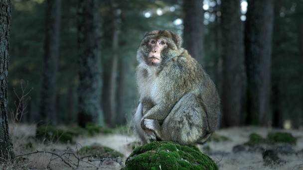 Macaque: Monkeys in the Mountains - A Dynasties Special