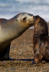 Patagonia: Earth's Secret Paradise