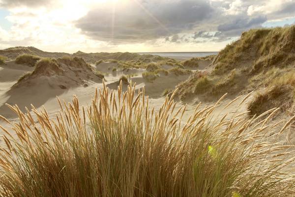 Wild Netherlands