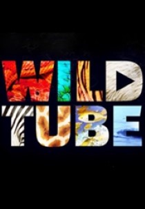 Wild Tube