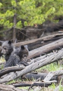 Wild Yellowstone: Fire and Ice