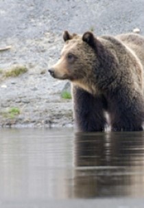 Yellowstone - Park der Extreme